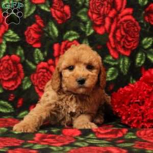 Bobby, Mini Goldendoodle Puppy